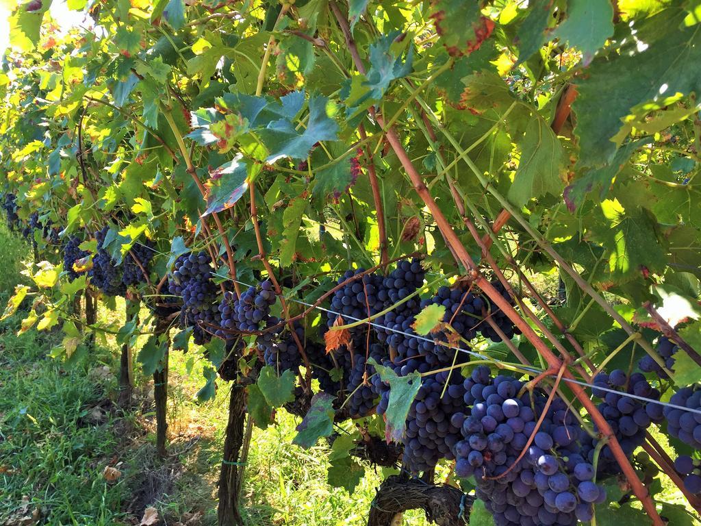 Agriturismo La Villa Romita Tavarnelle Val di Pesa エクステリア 写真
